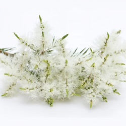 Anti-Ageing Cream - Posana Skincare