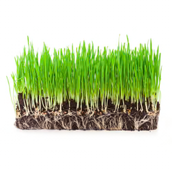 Gel Cleanser - launching soon! - Posana Skincare