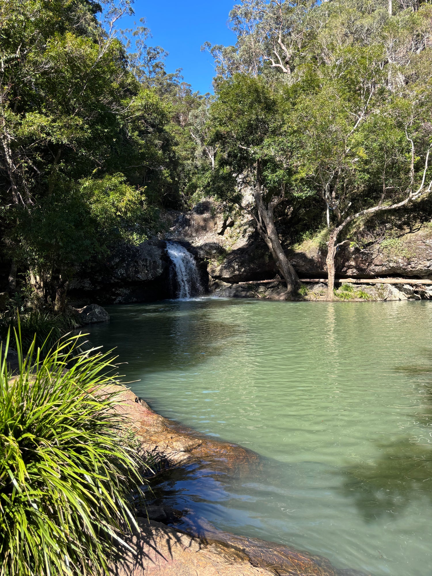 Kondalilla Falls National Park