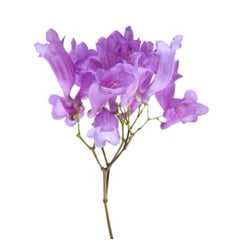 Night Cream - Posana Skincare