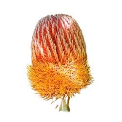 Night Cream - Posana Skincare