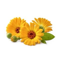 Night Cream - Posana Skincare