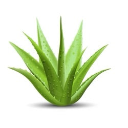 Hydrating Toning Mist - Posana Skincare